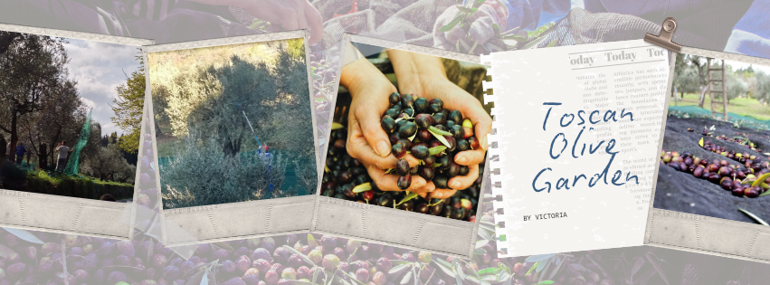 Toscan olive garden season